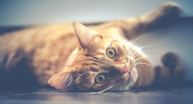 Cat lying on the floor