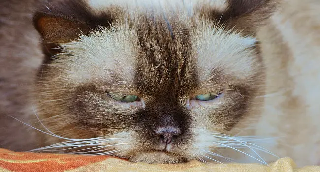 Cat that is grumpy and easily offended