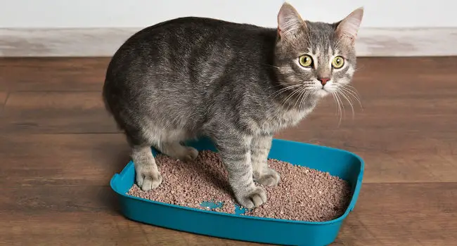 Cat with smelly poop sitting in litter box