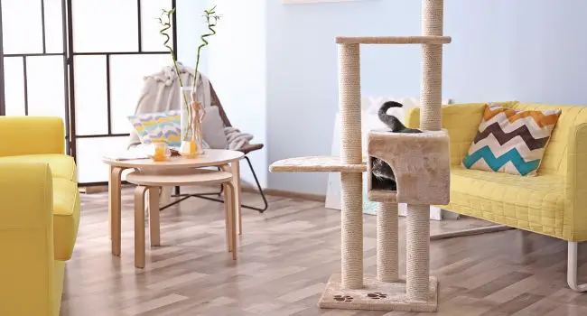 Cat climbing cat tree
