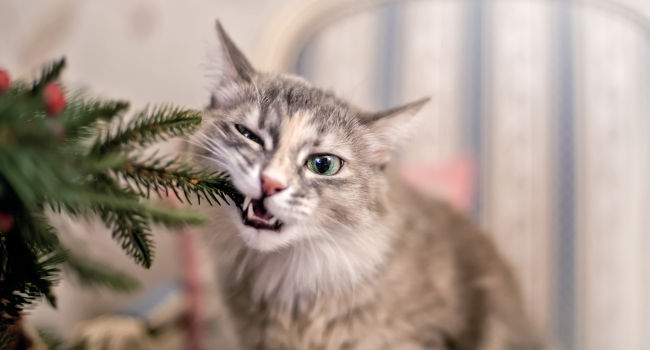 Adult Cat Chewing on Tree