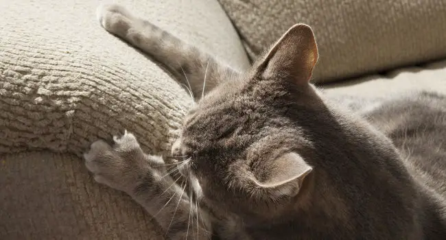 Cat clawing couch without a couch cover