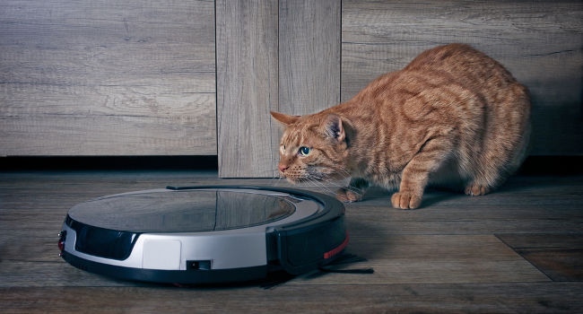 Curious cat checking out robot vacuum cleaner