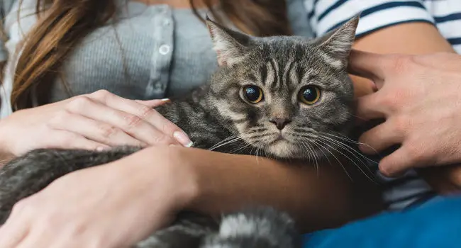 Cat suffering from constipation sitting in owner's lap