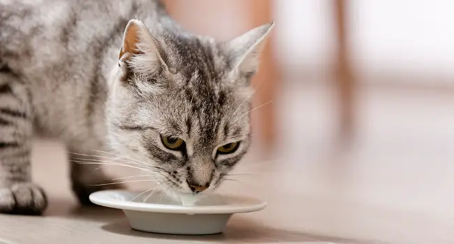 cat drinking milk from a bowl