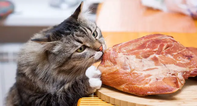 Cat wanting to eat a high protein low carb diet