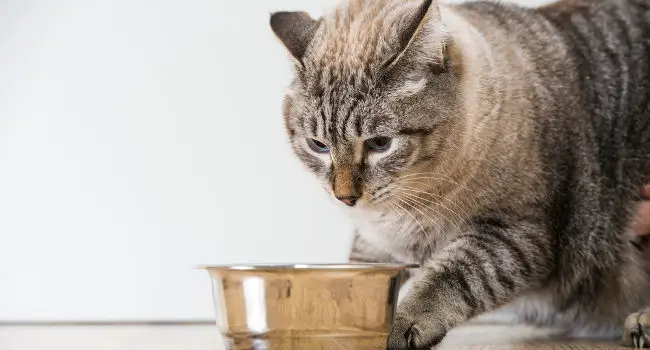 Cat eating sensitive stomach cat food