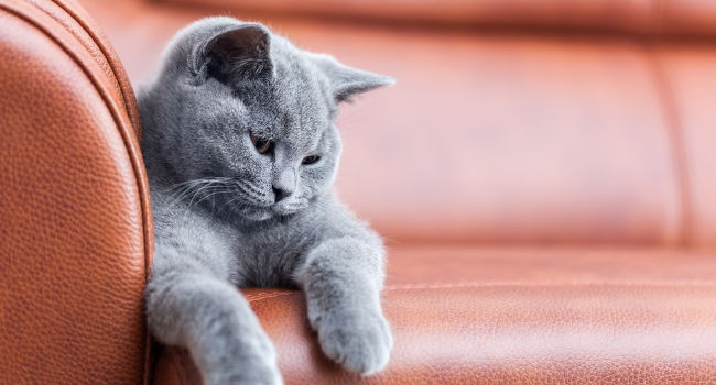 Cat sitting on leather sofa