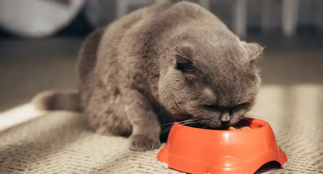 Senior cat eating soft dry cat food
