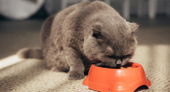 Soft Cat Food For Older Cats