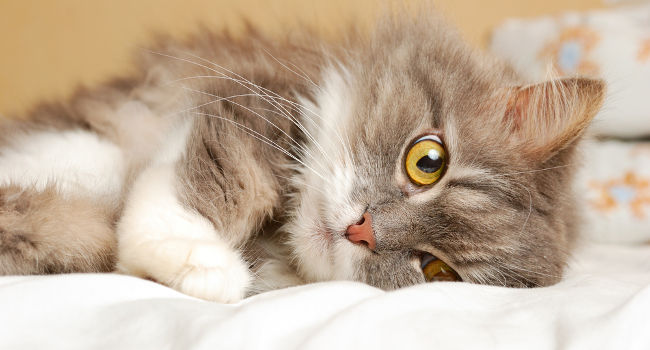 Senior cat lying on the bed