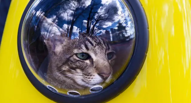 Cat inside of a yellow backpack