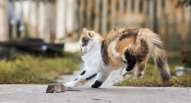 Active cat chasing mouse after taking a glucosamine joint supplement