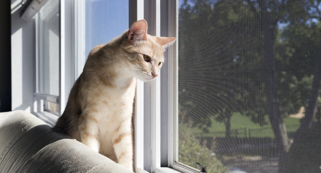 Cat looking out of window after curtains were removed and blinds were installed