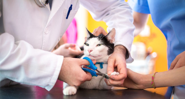 Getting cats nails trimmed with nail clippers