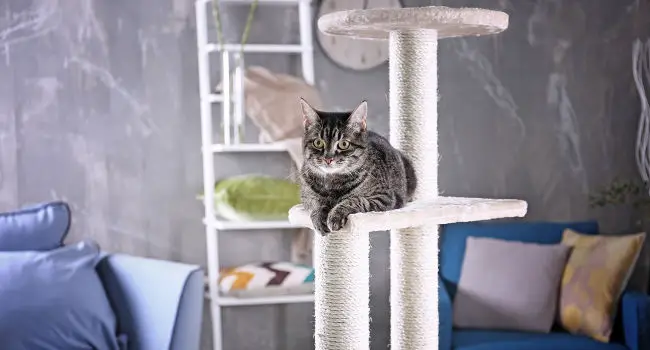 Cat relaxing on cat tree