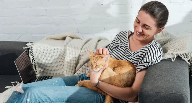 Happy Healthy Cat with Owner