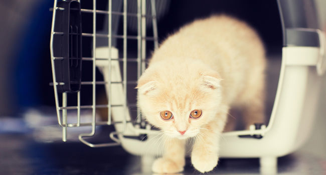 Nervous cat coming out of a cat carrier