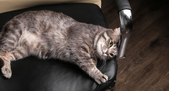 Overweight cat laying in chair being lazy