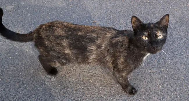 Skinny cat outside on asphalt