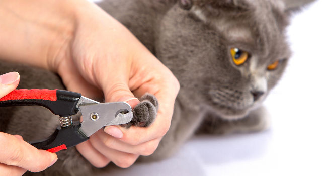 cat owner trimming their cat's nails with clippers