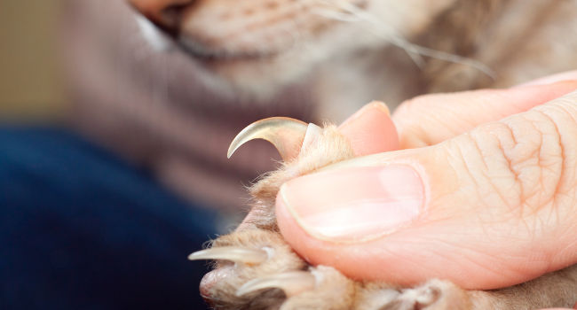 cat showing claws