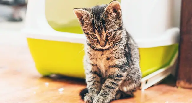 Cat sitting outside litter box