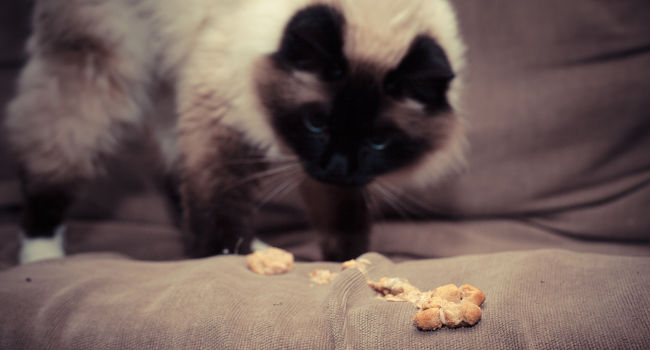 Cat throwing up hairball on a couch