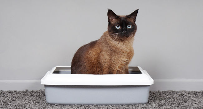 Cat with diarrhea sitting in litter box