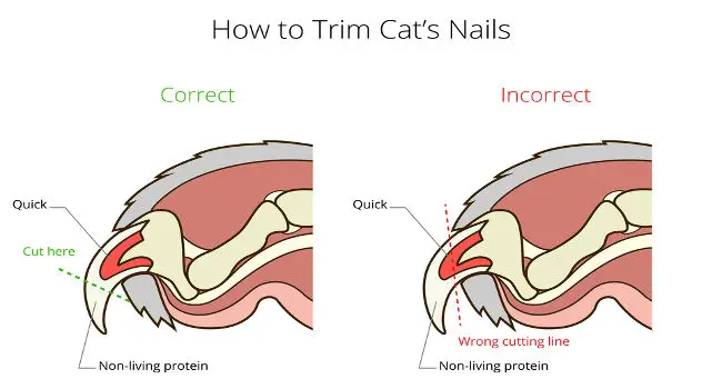 trim cat nails graphic showing where the quick is