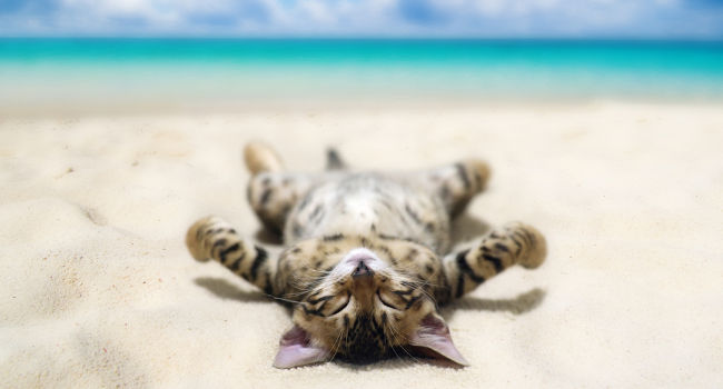 Cat relaxing at the beach