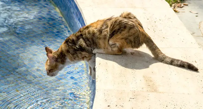 cat wanting to swim in pool