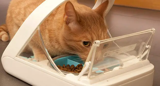 Cat eating from Surefeed Microchip Cat Feeder
