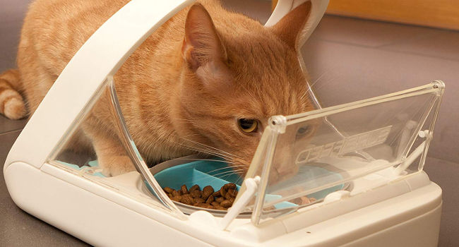 cat-eating-from-microchip-feeder650 Cat eating from Surefeed Microchip Cat Feeder