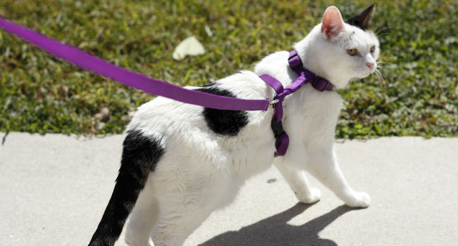 Walking cat on a leash wearing a harness
