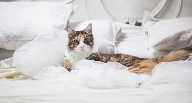 cat lying on bed