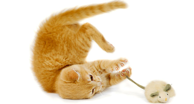 Cat Playing with a Remote Control Cat Toy