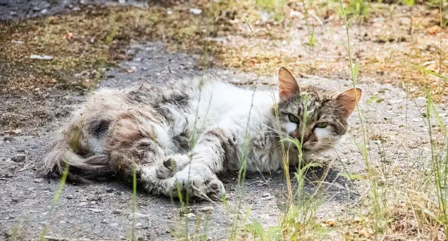 cat rolling in the dirt