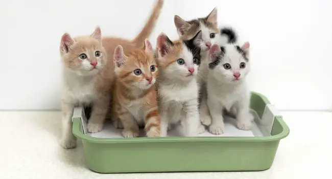 Litter box training some stray kittens