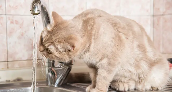 Cat drinking water from water faucet