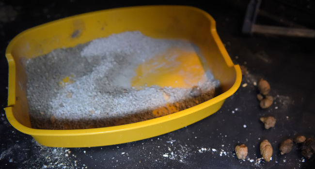 Cat pooping outside litter box