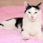 Cat kneading owner's blanket