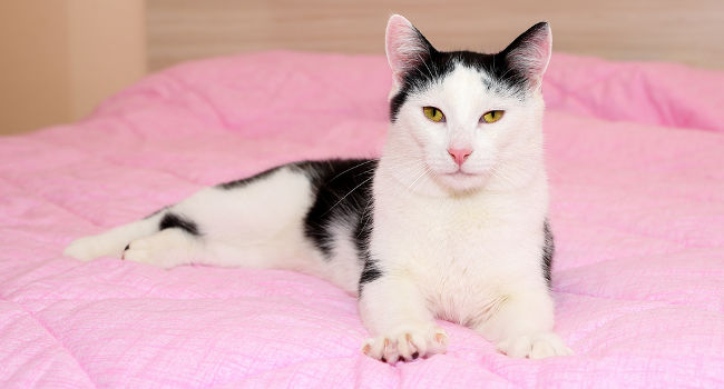 Cat kneading owner's blanket