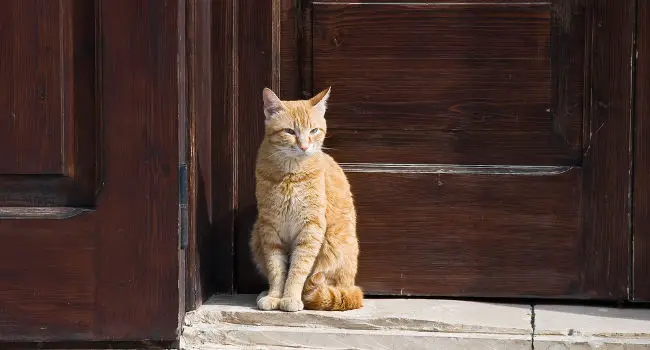 stop cat scratching the door