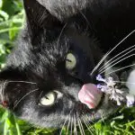 Cat enjoying catnip
