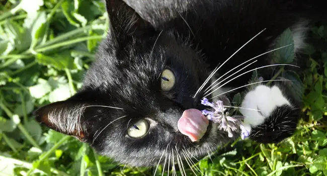 Cat enjoying catnip