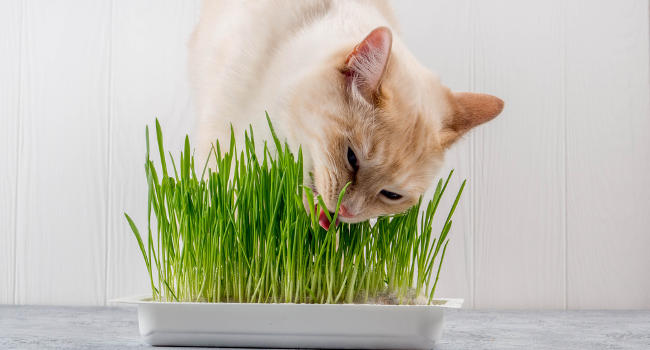 Cat chewing on grass inside