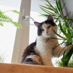 Cat eating houseplant