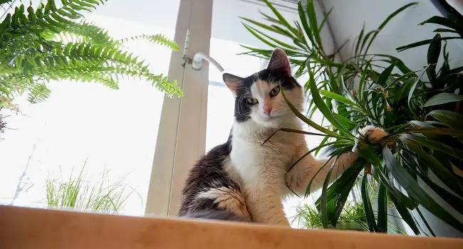 Cat eating houseplant