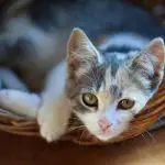 Cat resting in a basket